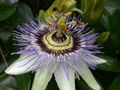 Passiflora (passion flower) blossom.