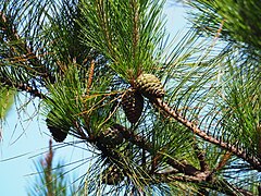 Pinus taiwanensis, Guanwu, Miaoli, Taiwan 01.jpg