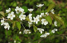 Prunus avium RF.jpg