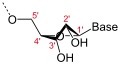 Deutsch: Struktur von RNA, 2'-endo-Konformation English: Structure of RNA, 2'-endo conformation