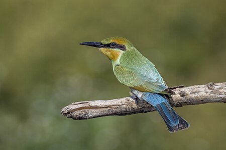 Rainbow bee-eater, by Charlesjsharp