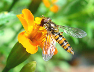 En sweewfleeg (Episyrphus balteatus)