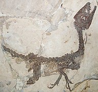 Scipionyx samniticus.JPG