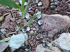 Shells on the shore - geograph.org.uk - 6491939.jpg