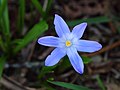 Sneeuwroem (Chionodoxa). Vrolijk lente bloeiend bolgewas.