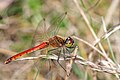 Sympetrum depressiusculum (cat.)