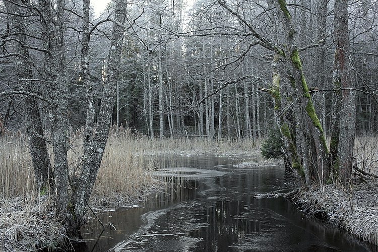 Река Тарвасйыги в национальном парке Кырвемаа (Эстония)