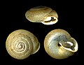 Trilobopsis loricata, a polygyrid land snail from California.