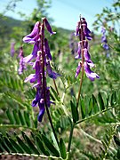 VICIA CRACCA - FIGUEROLA - IB-387.JPG