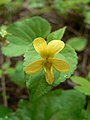 Viola glabella