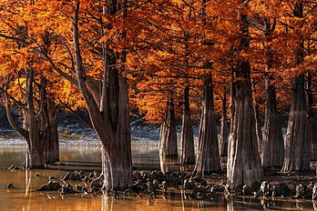 Ciprestes-dos-pântanos (Taxodium distichum) no outono, perto de Sukó, região de Krasnodar, Rússia (definição 4 500 × 3 004)