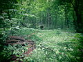 Urwaldlandschaft im Nationalpark