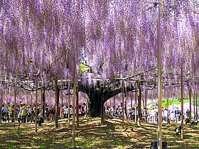 大藤の棚（「迫間のフジ」、栃木県指定天然記念物、あしかがフラワーパーク）