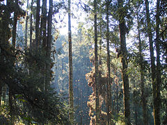 Santuario del a Mariposa Monarca en Ixtapan del Oro.