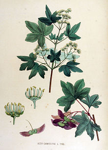 Acer campestre — Flora Batava — Volume v15.jpg
