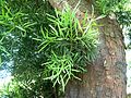 Afrocarpus属の樹皮および葉