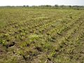 Herbal Farming in Chhattisgarh: Aloe vera