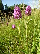 Anacamptis pyramidalis 23.JPG