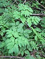 Foliage of Angelica atropurpurea documented for the Bibliothèque de l'Université Laval in Quebec, Canada