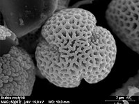 Tricolpaat pollen van Arabis spec.