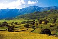 Terraced, treed valley with mountains in background]]