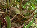 Asarum caudatum