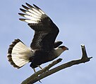 Caracara meridionale (Caracara plancus)