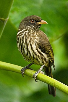 A pálmajáró (Dulus dominicus), az ország nemzeti madara