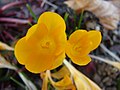 安卡拉藏紅花（英语：Crocus ancyrensis）（摘自安卡拉）