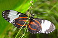 Heliconius cydno (Heliconiini)