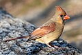 Image 86Female northern cardinal in Central Park