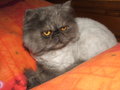 Persian cat Ettore/2