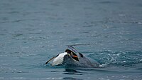 כלב ים נמרי טורף פינגווין לבן-אוזן