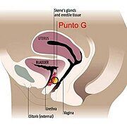 Paraurethraldrüse („Skene-Drüse“) mit der hypothetischen, angeblich in einem („ringförmigen“) periurethralem Bindegewebe liegenden, Gräfenberg-Zone (G-Punkt); Skizze in Sagittalebene