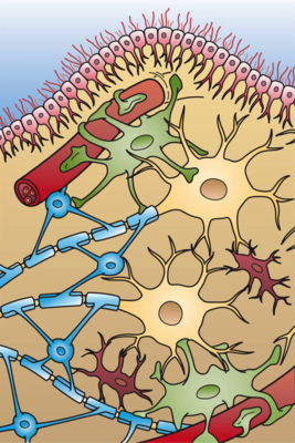 Иллюстрация четырёх типов глиальных клеток, находящихся в ЦНС: эпендимный слой (светло-розовый), астроциты (зелёный), клетки микроглии (тёмно-коричневый), олигодендроциты (голубой).