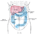 Visió frontal de l'abdomen.