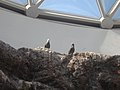 A Grey Gull at the Brookfield Zoo