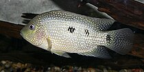 Rio Grande cichlid (Herichthys cyanoguttatus), Texas