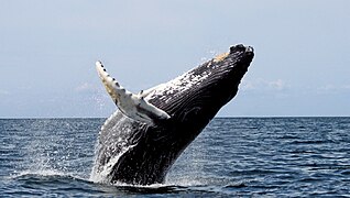 Hosszúszárnyú bálna