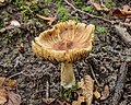 Inocybe (vezelkop).