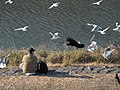 Thumbnail for File:Kamo-gawa in Kyoto Birds feeding hdsr S5 16.jpg