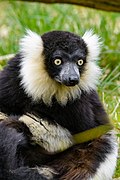Lemur (41489868231).jpg