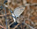 At Sindhrot in Vadodara district of Gujarat, India