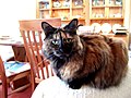 Long-haired tortoiseshell cat, Clio, 11 years old