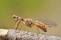 A translucent, sculptured shell conceals a small animal. Some of its appendages extend beyond the shell.