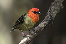 Mauritius fody (Foudia rubra) male 2