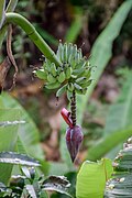 Musa x paradisiaca in Chiang Mai Province 03.jpg