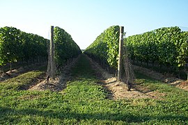Viiniviljelmä North Forkissa