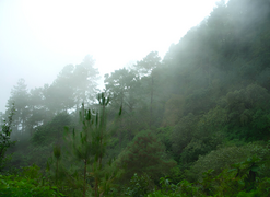 Bosque sub-tropical, Miahuatlán, Oaxaca