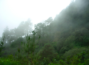 Bosque sub-tropical Miahuatlán, Oaxaca